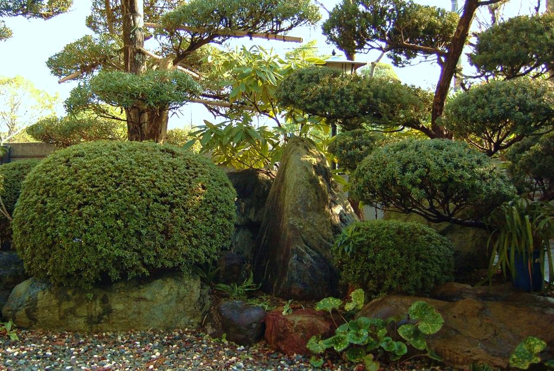 ひかり造園が手入れをした和風庭園。仕立てた松と玉物、庭石が並ぶ