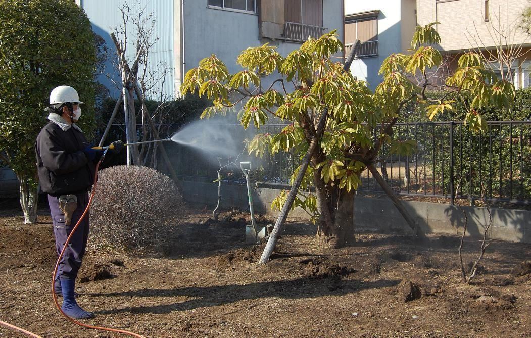 庭木に薬剤を散布しているところ