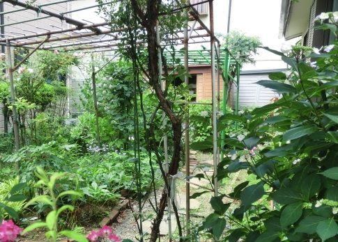 工事前の庭。棚の下に草木が茂り、紫陽花が咲いている